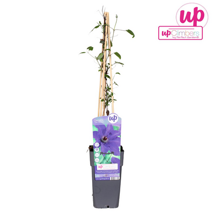 Buitenplant - Clematis 'The President' - Bloeiend - Pot Ø 15cm Hoogte ↕ 65cm
