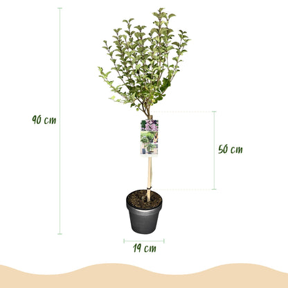 Buitenplant - Syringa meyeri 'Palibin' op stam - Winterhard - Pot Ø 19cm Hoogte ↕ 90cm