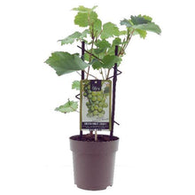 Buitenplant - Vitis Muskaat de Alexandrie - Pot Ø 15cm Hoogte ↕ 40cm