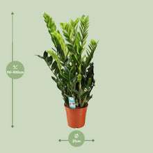 Kamerplant - Zamioculcas Zamiifolia - Pot Ø 21cm Hoogte ↕ 95cm