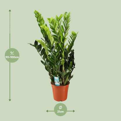 Kamerplant - Zamioculcas Zamiifolia - Pot Ø 21cm Hoogte ↕ 95cm