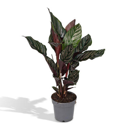 Kamerplant - Calathea Ornata - Pot Ø 14cm Hoogte ↕ 50cm