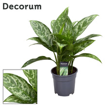 Kamerplant - Aglaonema Green Lady - Pot Ø 17cm Hoogte ↕ 60cm