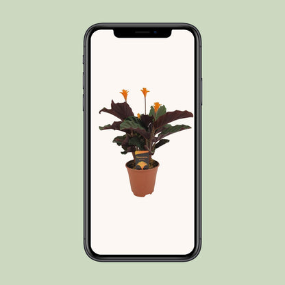 Kamerplant - Calathea Crocata - Bloeiend - Pot Ø 14cm Hoogte ↕ 40cm