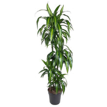 Kamerplant - Dracaena Hawaiian Sunshine - Luchtzuiverend - Hoogte ↕ 150cm