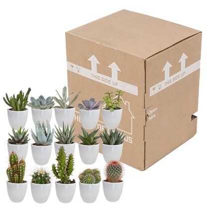 Kamerplant 15x Cactus en vetplanten mix - in witte pot - Pot Ø 5,5cm