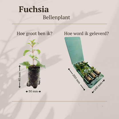 Buitenplant 6x Fuchsia - Bloeiend - Stekpluggen