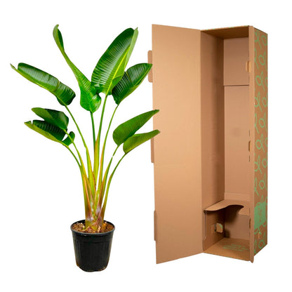 XL kamerplant - Strelitzia Augusta - Pot Ø 21-24cm Hoogte ↕ 160cm