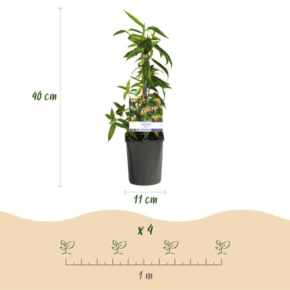 Buitenplant 2x Lonicera henryi - Bloeiend - Pot Ø 11cm Hoogte ↕ 40cm