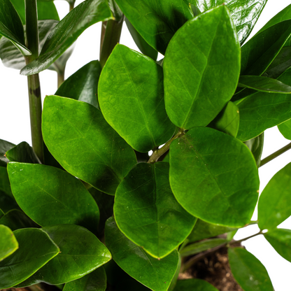 Kamerplant - Zamioculcas Zamiifolia - Pot Ø 17cm Hoogte ↕ 40-50cm