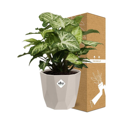Kamerplant - Syngonium Arrow - Pot Ø 14cm