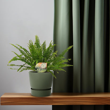 Kamerplant - Nephrolepis Green Lady - Pot Ø 12cm Hoogte ↕ 30cm