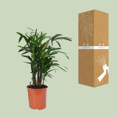 Kamerplant - Rhapis Excelsa - Pot Ø 21cm Hoogte ↕ 80cm