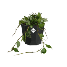 Kamerplant - Hoya Krohniana Eskimo - Pot Ø 14cm