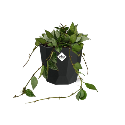 Kamerplant - Hoya Krohniana Eskimo - Pot Ø 14cm