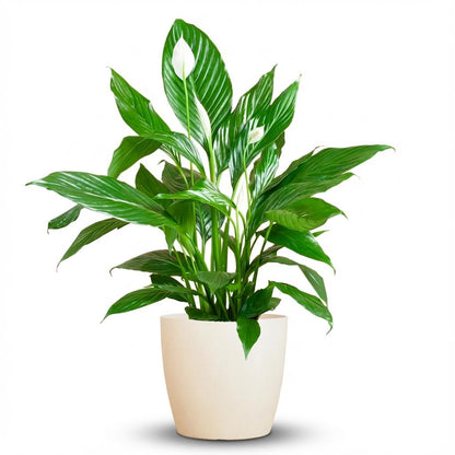 Kamerplant - Spathiphyllum incl. sierpot wit - Pot Ø 21cm Hoogte ↕ 80cm