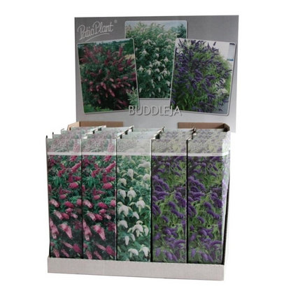 Buitenplant 20x Buddleja Davidii Mix - Bloeiend