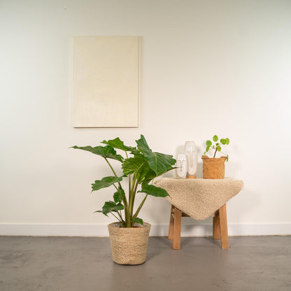Kamerplant - Alocasia Portodora - Inclusief siermand - Pot Ø 21cm Hoogte ↕ 80cm