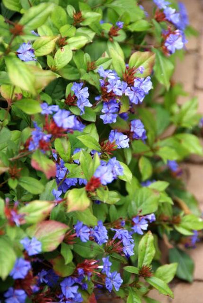 Buitenplant 48x Ceratostigma plumbaginoides - Bloeiend - Pot Ø 9cm Hoogte ↕ 10-25cm