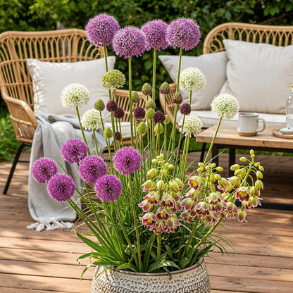 Bloembollen - Allium Mix - Diverse Kleuren - 80 stuks - Geschenkverpakking