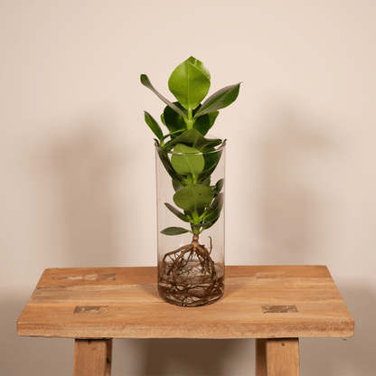 Kamerplant - Clusia in Cylinder Glas - Pot Ø 12cm Hoogte ↕ 30cm