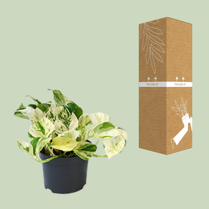 Kamerplant - Epipremnum Happy Leaf (Scindapsus) - Pot Ø 12cm Hoogte ↕ 15cm