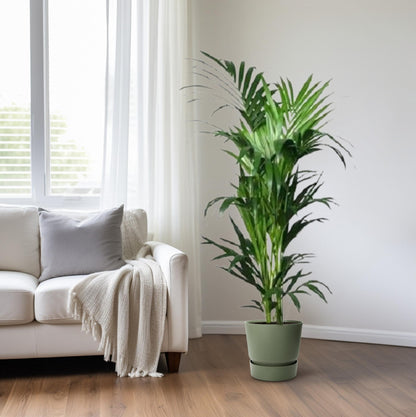 XL kamerplant - Howea - Pot Ø 24cm Hoogte ↕ 150cm