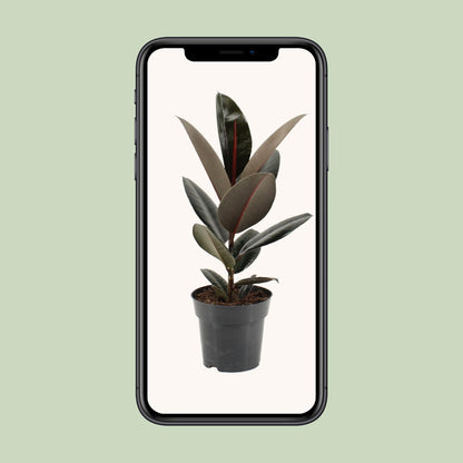 Kamerplant - Ficus Elastica Abidjan - Pot Ø 17cm Hoogte ↕ 55cm