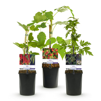 Buitenplant 3x Fruitplanten mix - Rode Bes, Rode Framboos, Zwarte Braam - Pot Ø 11cm Hoogte ↕ 40cm