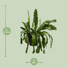 Kamerplant - Epiphyllum Beavertale - Pot Ø 25cm Hoogte ↕ 60cm