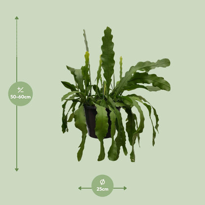 Kamerplant - Epiphyllum Beavertale - Pot Ø 25cm Hoogte ↕ 60cm