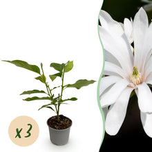 Buitenplant 3x Magnolia stellata 'Royal Star' - Bloeiend - Pot Ø 12cm Hoogte ↕ 30cm