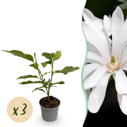 Buitenplant 3x Magnolia stellata 'Royal Star' - Bloeiend - Pot Ø 12cm Hoogte ↕ 30cm