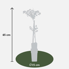 Buitenplant 2x Wisteria floribunda 'Black Dragon' - Bloeiend - Pot Ø 15cm Hoogte ↕ 65cm