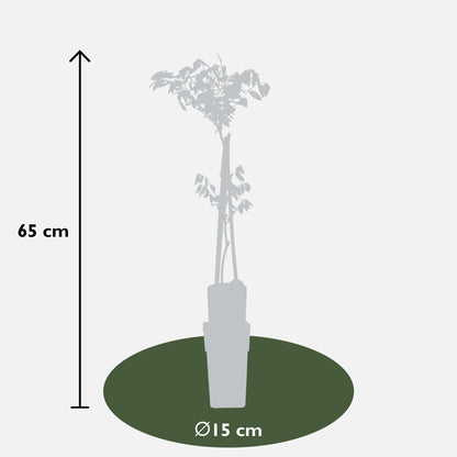 Buitenplant 2x Wisteria floribunda 'Black Dragon' - Bloeiend - Pot Ø 15cm Hoogte ↕ 65cm