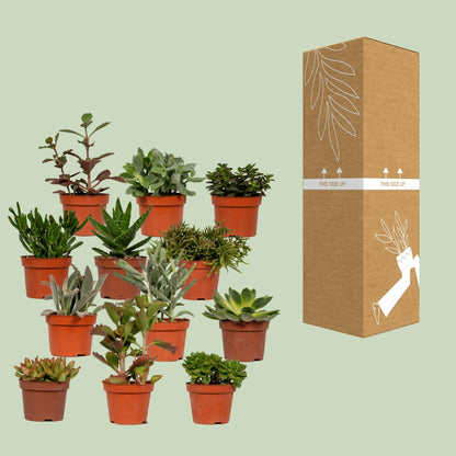 Kamerplant - Succulenten Mix - Pot Ø 10,5cm Hoogte ↕ 12cm