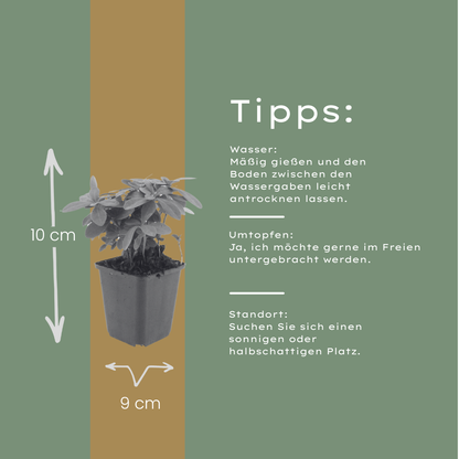 Buitenplant 60x Euphorbia amygdaloides robbiae - Pot Ø 9cm Hoogte ↕ 10-25cm