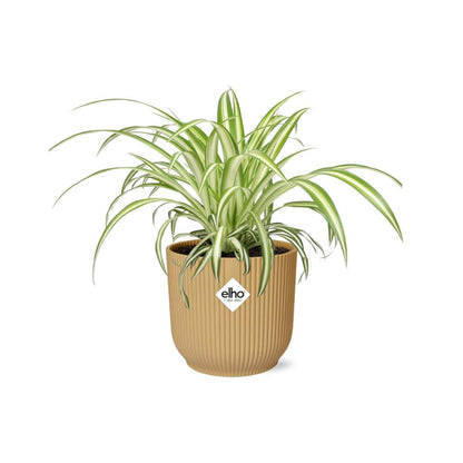 Kamerplant - Chlorophytum Comosum Variegatum - Pot Ø 14cm