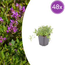 Buitenplant 48x Thymus serpyllum - Pot Ø 9cm Hoogte ↕ 10-25cm