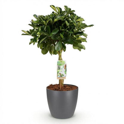 Kamerplant - Schefflera Gold Capelle - Vingerboom - Pot Ø 21cm Hoogte ↕ 70-80cm