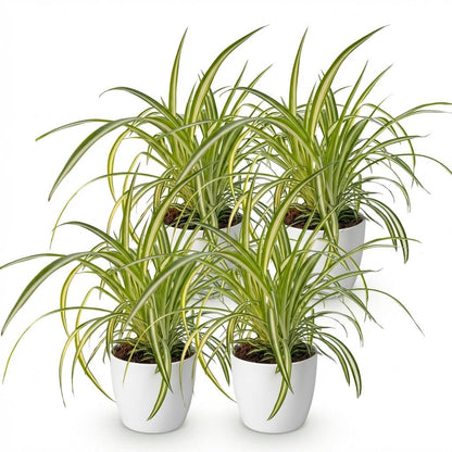 Kamerplant 4x Chlorophytum comosum Variegatum - Bonte Graslelie - Pot Ø 12cm Hoogte ↕ 20cm