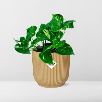 Kamerplant - Epipremnum Pinnatum 'Aureum' - Pot Ø 14cm