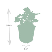 Buitenplant 48x Heuchera mic. 'Palace Purple' - Pot Ø 9cm Hoogte ↕ 10-25cm