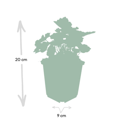 Buitenplant 48x Heuchera mic. 'Palace Purple' - Pot Ø 9cm Hoogte ↕ 10-25cm