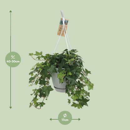 Kamerplant - Hedera Helix Groen - Hangplant met witte hangpot - Pot Ø 17cm
