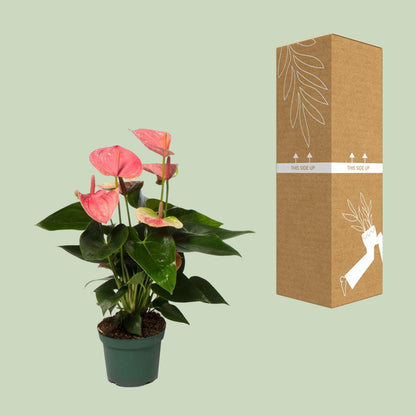 Kamerplant - Anthurium Sweet Dream - Pot Ø 12cm Hoogte ↕ 35cm