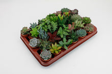 Kamerplant 30x Succulenten Mix - Pot Ø 5,5cm Hoogte ↕ 7cm