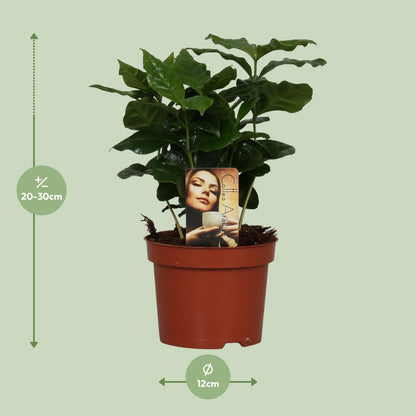 Kamerplant - Coffea Arabica - Pot Ø 12cm Hoogte ↕ 25cm