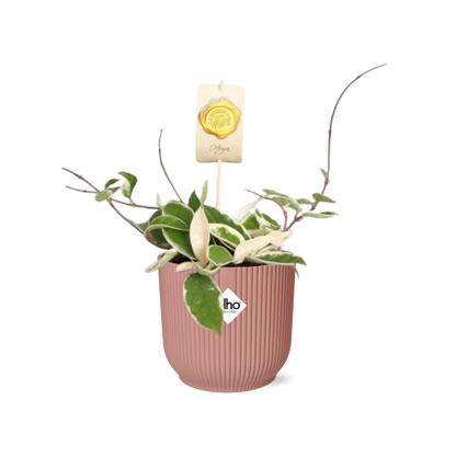 Kamerplant - Hoya Carnosa 'Krimson Queen' - Pot Ø 14cm