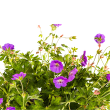 Buitenplant - Geranium Rozanne - Bloeiend, Paars - Pot Ø 19cm Hoogte ↕ 20-30cm